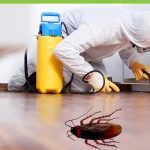 Sydney's Trusted Experts in Safe Pest Control