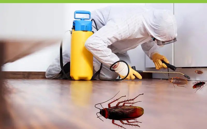 Sydney's Trusted Experts in Safe Pest Control