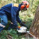 Branching Out: Expert Tree Removal Services