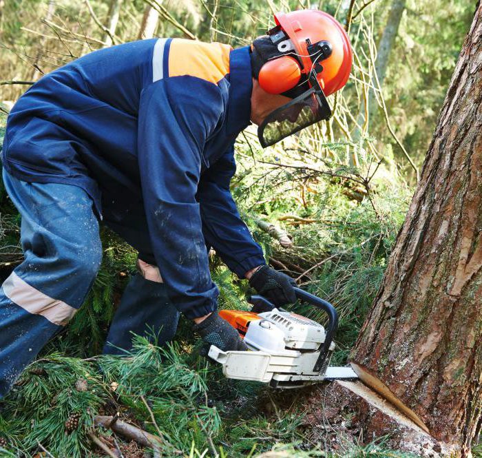 Branching Out: Expert Tree Removal Services