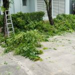 Rejuvenate Your Yard: St. Paul's Premier Tree Trimming Service