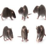 Winning the Battle Against Rats: Pest Control Mastery