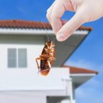 Sydney's Leading Cockroach Extermination Services