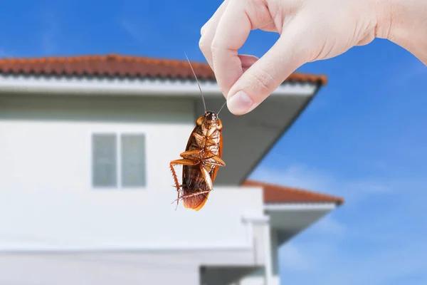 Sydney's Leading Cockroach Extermination Services