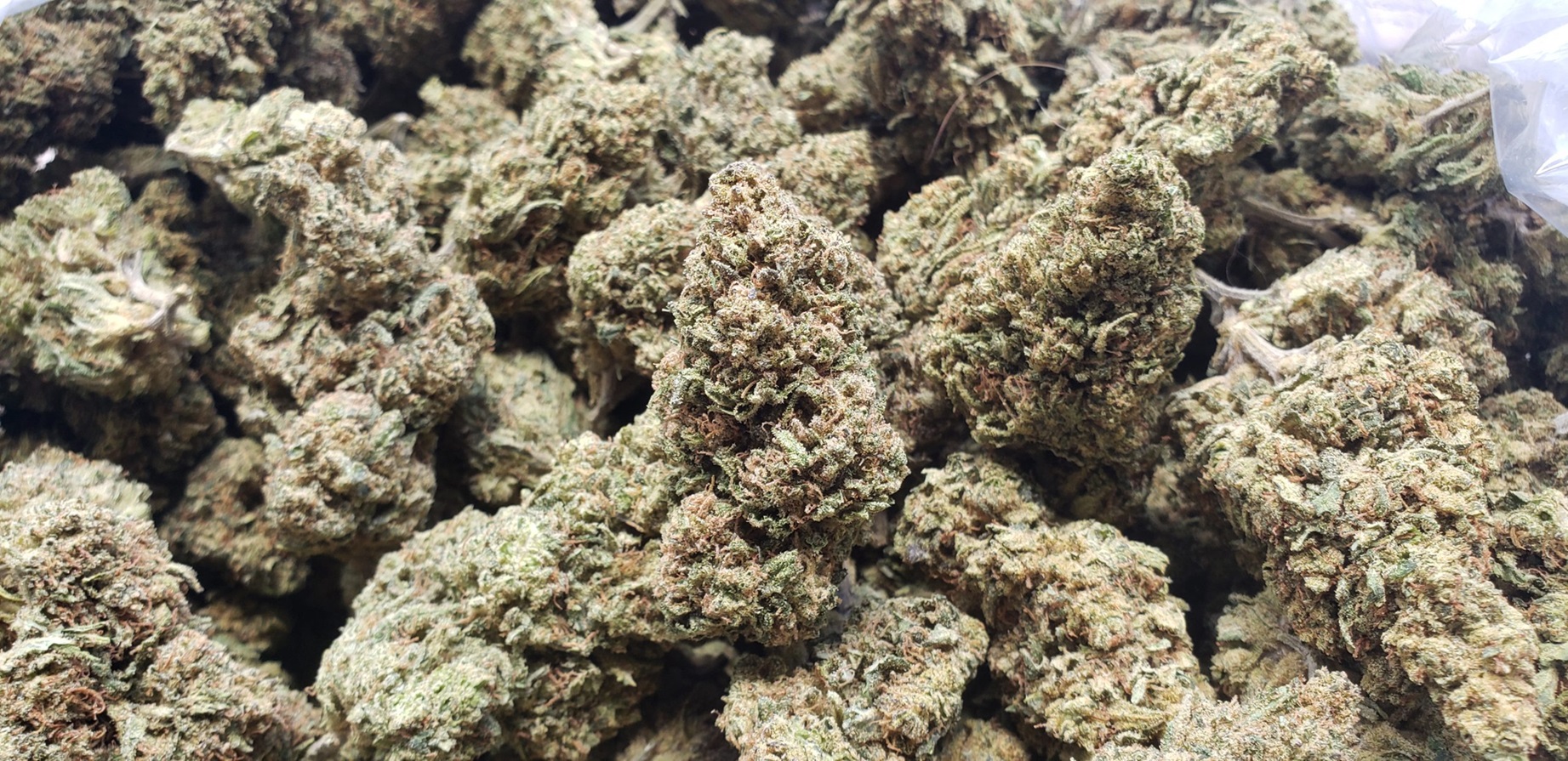 THCA Flower Uncovered A New Dawn in Non-Psychoactive Plant Medicine